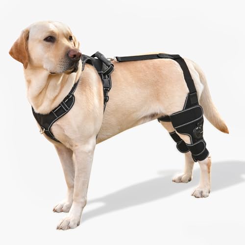 FurWell Hundekniebandage mit verstellbarer Unterstützung, ACL- und CCL-Risenerholung, Stabilisierung nach Operationen, Mobilitätshilfe für Hinterbeine - inklusive sicherem Brustgeschirr für Hunde FurWell Hundekniebandage mit verstellbarer Unterstützung, ACL- und CCL-Risenerholung, Stabilisierung nach Operationen, Mobilitätshilfe für Hinterbeine - inklusive sicherem Brustgeschirr für Hunde von FurWell