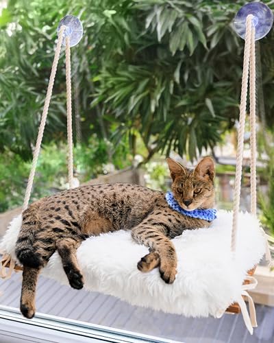 Katzenfensterstange für große Katzen – Hängemattenbett für schwere Indoor-Katzen – Massivholzsitz, 5 starke Saugnäpfe, weiches Kissen – rustikales Regal für Haustiere im Inneren Katzenfensterstange für große Katzen – Hängemattenbett für schwere Indoor-Katzen – Massivholzsitz, 5 starke Saugnäpfe, weiches Kissen – rustikales Regal für Haustiere im Inneren von Furrfinity
