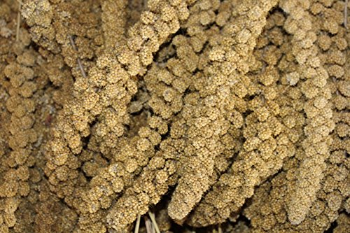 Kolbenhirse, Gelb, 1kg Vogelfutter Wellensitichfutter Kanarienfutter Einzelfutter für Ziervögel von FutterXL