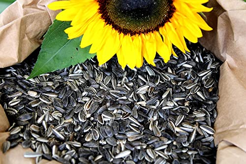 10 Kg gestreifte Sonnenblumenkerne Neue Ernte 2023 Vogelfutter von Futterbauer