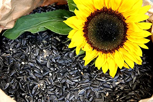 20 kg Sonnenblumenkerne schwarz Neue Ernte 2023 Vogelfutter Ganzjahresvogelfutter von Futterbauer von Futterbauer