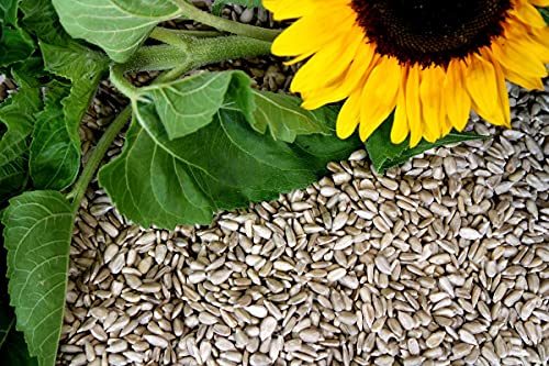 Futterbauer 25 kg Sonnenblumenkerne geschält Vogelfutter Ernte 2023 von Futterbauer