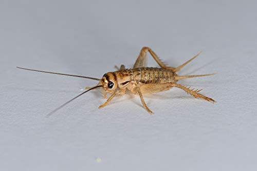 Heimchen klein, Großpackung Futtertiere 1000 Stück, Futterinsekten für Reptilien und Vögel Heimchen klein, Großpackung Futtertiere 1000 Stück, Futterinsekten für Reptilien und Vögel von Futtertiere-Online
