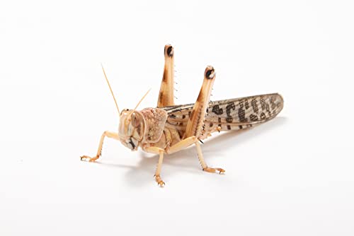 Wüstenheuschrecken groß, Großpackung Futtertiere 100 Stück, Futterinsekten für Reptilien und Vögel in verschiedenen Größen erhältlich von Futtertiere-Online