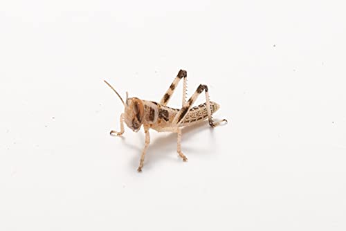 Wüstenheuschrecken klein, Großpackung Futtertiere 100 Stück, Futterinsekten für Reptilien und Vögel in verschiedenen Größen erhältlich von Futtertiere-Online