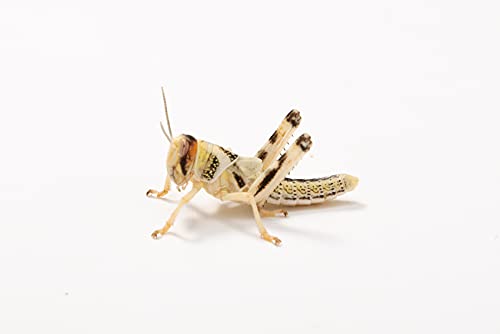 Wüstenheuschrecken mittel, Großpackung Futtertiere 100 Stück, Futterinsekten für Reptilien und Vögel in verschiedenen Größen erhältlich von Futtertiere-Online