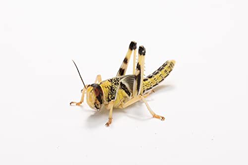 Wüstenheuschrecken subadult, Großpackung Futtertiere 100 Stück, Futterinsekten für Reptilien und Vögel in verschiedenen Größen erhältlich von Futtertiere-Online