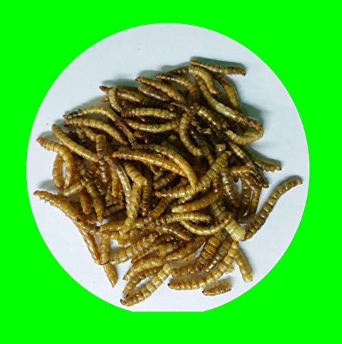 1,0 kg Mehlwürmer getrocknet, Reptilienfutter, Nagerfutter, Vogelfutter von Futtertiere getrocknet