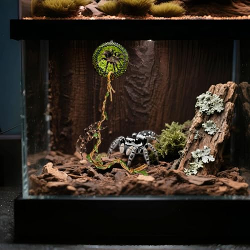 FxaumsGxuk Spinnen Terrarium - Moos-Springspinnen Terrarium Mit Magnethalterung,Landschaftsversteck für Frösche, Kleintiere im Unterricht, zur Eidechsenfütterung, für Heimgeckos und zum Erforschen von von FxaumsGxuk