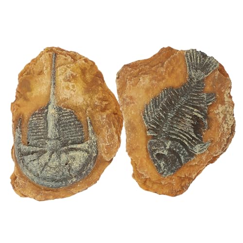 GALPADA 2 Stück Kreative Reptilien Deko Resin Fossil Nachbildung Terrarium Box Ornament für Kleine Haustiere Langlebig und Wasserneutral für Reptilien GALPADA 2 Stück Kreative Reptilien Deko Resin Fossil Nachbildung Terrarium Box Ornament für Kleine Haustiere Langlebig und Wasserneutral für Reptilien von GALPADA
