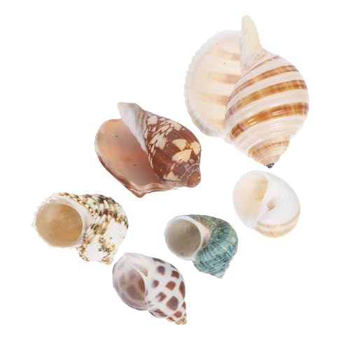 GALPADA 6 Stück Natürliche Muschelschalen: Aquarium-Dekoration, Einsiedlerkrebsschalen – Aquarium-zubehör – Lebendige Unterwasserumgebung, Landschaftsbau, Kunsthandwerk GALPADA 6 Stück Natürliche Muschelschalen: Aquarium-Dekoration, Einsiedlerkrebsschalen – Aquarium-zubehör – Lebendige Unterwasserumgebung, Landschaftsbau, Kunsthandwerk von GALPADA