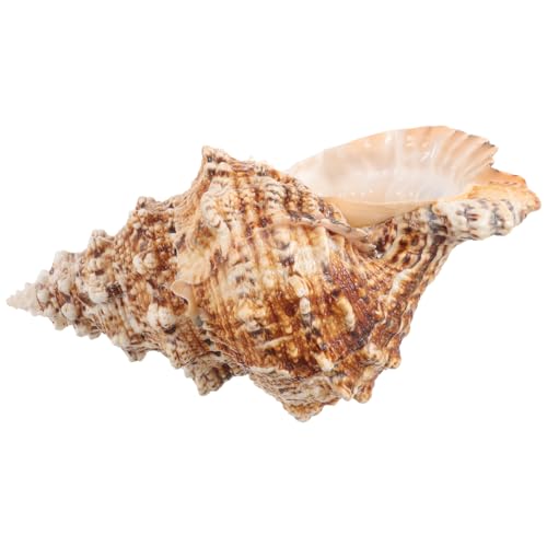 GALPADA Conch Blumentopf Natürlicher Dekorativer Pflanzer für Sukkulenten und Kaktusse für Tischdeko und Wohnkultur Perfektes für Handwerksliebhaber GALPADA Conch Blumentopf Natürlicher Dekorativer Pflanzer für Sukkulenten und Kaktusse für Tischdeko und Wohnkultur Perfektes für Handwerksliebhaber von GALPADA