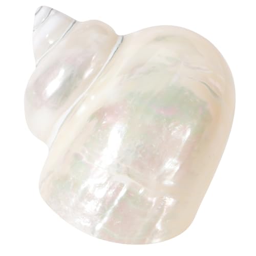 GALPADA Leuchtende Einsiedlerkrebs Muschel Handbemalt Aquarium Deko DIY Material Natürliche Meeresschnecke Fischbecken Dekoration von GALPADA
