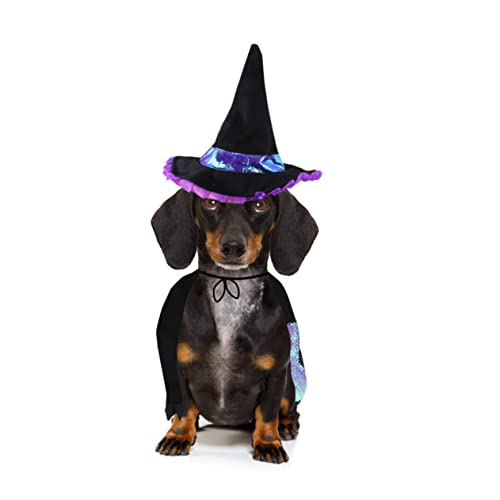GALPADA Lustiges Haustier Zauberer Kostüm Halloween Hundekleidung Niedliches Cosplay Outfit Langlebig für Fotos und Festtage Modische Haustierbekleidung für Hunde und Katzen von GALPADA