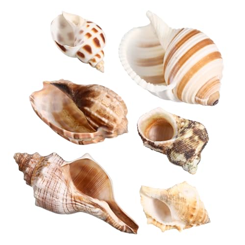 GANAZONO 6 Stück Natürliche Muscheln für Einsiedlerkrebse Aquarium Dekoration Langlebige und Sichere Conch Schalen aus Echtem Material für Haltung von Haustieren und Kreative Gestaltungen GANAZONO 6 Stück Natürliche Muscheln für Einsiedlerkrebse Aquarium Dekoration Langlebige und Sichere Conch Schalen aus Echtem Material für Haltung von Haustieren und Kreative Gestaltungen von GANAZONO