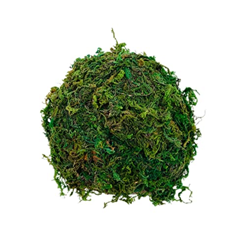 GANAZONO Hamster Versteck Höhle aus Hochwertigem Material Dekoratives Terrarium Zubehör für Kleine Reptilien Wie Schildkröten Frösche und Eidechsen Fördert Dunkle Rückzugsorte GANAZONO Hamster Versteck Höhle aus Hochwertigem Material Dekoratives Terrarium Zubehör für Kleine Reptilien Wie Schildkröten Frösche und Eidechsen Fördert Dunkle Rückzugsorte von GANAZONO