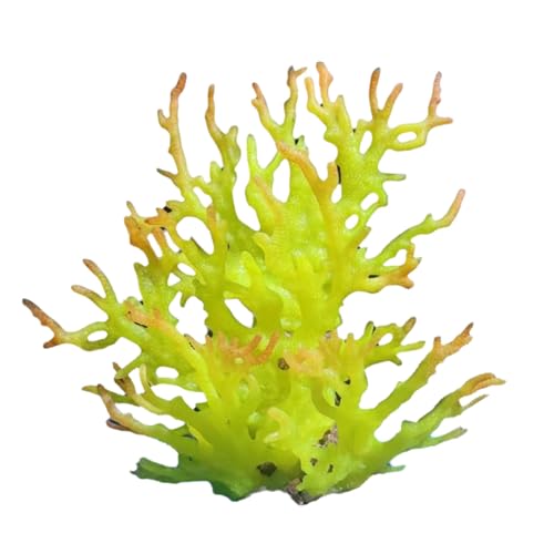 GAOFESA Künstliche Wasserpflanze für Aquarien, Terrarium, Aquarium, Ornamente, Dekoration, Pflanze zum Dekorieren von Aquarien, Aquarien, Ornamente, klein GAOFESA Künstliche Wasserpflanze für Aquarien, Terrarium, Aquarium, Ornamente, Dekoration, Pflanze zum Dekorieren von Aquarien, Aquarien, Ornamente, klein von GAOFESA