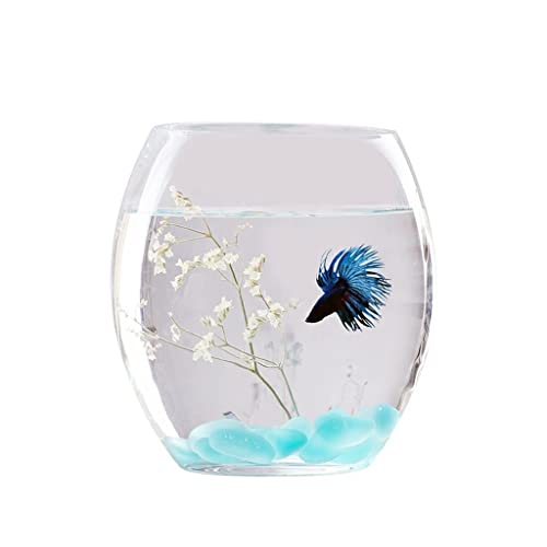 GELASIGE Aquarium, Glas-Landschaftsbau, Wassertank, Vase, große Schildkröte, Fischzucht, kreatives Aquarium, ökologisch, rund, Goldfisch, 20 cm GELASIGE Aquarium, Glas-Landschaftsbau, Wassertank, Vase, große Schildkröte, Fischzucht, kreatives Aquarium, ökologisch, rund, Goldfisch, 20 cm von GELASIGE