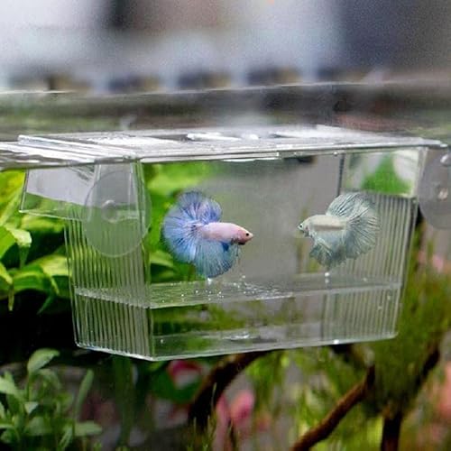 GELASIGE Transparente Aquarium-Zucht-Isolationsbox für Aquarien, Inkubator, Brutkasten, multifunktionale Halterung für Aquarien, Glas GELASIGE Transparente Aquarium-Zucht-Isolationsbox für Aquarien, Inkubator, Brutkasten, multifunktionale Halterung für Aquarien, Glas von GELASIGE
