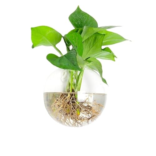 Wandbehang Glas-Pflanzen-Terrarium-Behälter, perfekt für die Vermehrung von Hydrokulturpflanzen, Zuhause, Büro, Garten, Dekoration, Hochzeit (großer Halbkreis (Durchmesser 15 cm) von GERRIT