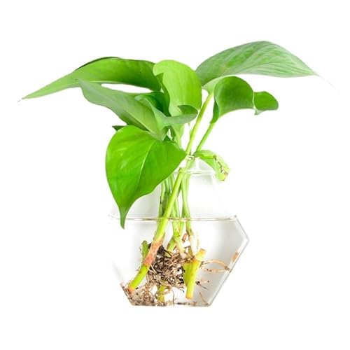 Wandbehang Glas-Pflanzen-Terrarium-Behälter, perfekt für die Vermehrung von Hydrokulturpflanzen, Zuhause, Büro, Garten, Dekoration, Hochzeit (kleines Sechseck (Breite 12 cm, Höhe 11 cm) von GERRIT