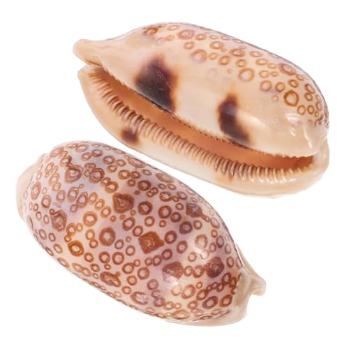 GLEAVI 2stücke Muscheln Für DIY Handwerk Schmuck Gestaltung Aquariumdekor Oder Wohnaccessoires Geeignet Naturfeine Muscheln Zur Dekoration Und Bastelarbeiten von GLEAVI