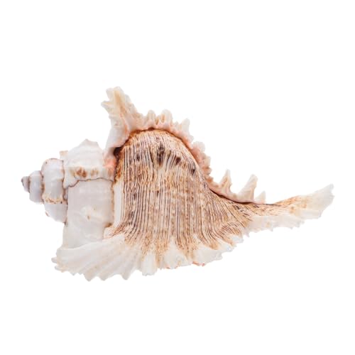 GLEAVI Natürliche Muschelschalen Für Dekoration Große Conch Shell Für Aquarien Strandthema Hochzeit Layout Prop Muscheldekoration Für Innenbereich von GLEAVI