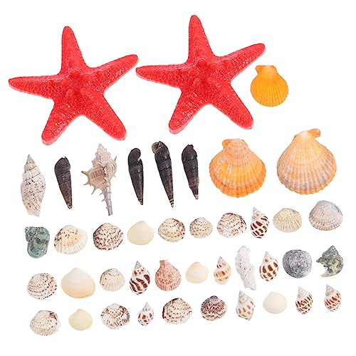 GLEAVI Strandmuscheln Für DIY Handwerk Natürliche Muschel Und Meeresschnecken Für Aquarien Dekoration Mikrolandschaftsdekor Für Zuhause Und Schlafzimmer von GLEAVI