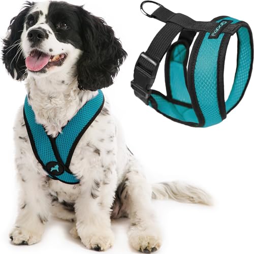 Gooby Comfort X Head in Harness - Türkis, Patentierter Erstickungsfreier X-Rahmen - Unterwegs Hundegeschirr für mittelgroße Hunde kein Ziehen, kleine Hunde für drinnen und draußen, X-Large (20-30 lbs) Gooby Comfort X Head in Harness - Türkis, Patentierter Erstickungsfreier X-Rahmen - Unterwegs Hundegeschirr für mittelgroße Hunde kein Ziehen, kleine Hunde für drinnen und draußen, X-Large (20-30 lbs) von GOOBY