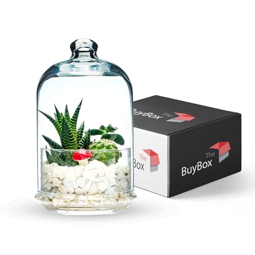 Terrarium Glasgefäß mit Deckel für Pflanzen, Hochwertiger Lebensmittelbehälter aus Glas, Keksdose, Keksdose (X-groß) von GOSOYO