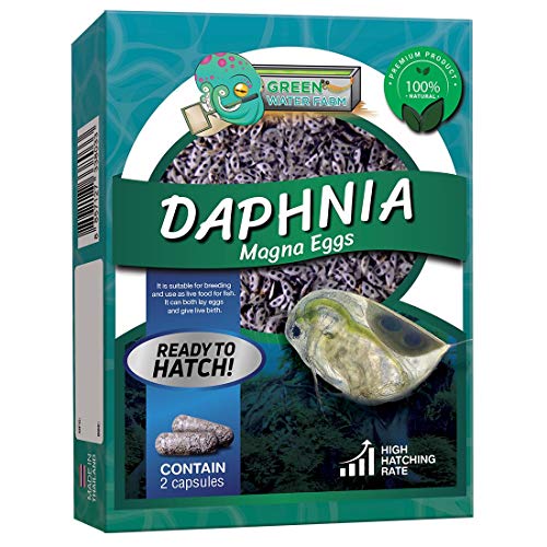 Greenwaterfarm [Daphnia Magna Eggs] Großer Wasserfloh Eier; Lebendes Fischfutter zum Schlüpfen, geeignet zum Futtern für Kampffische von GREEN WATER FARM