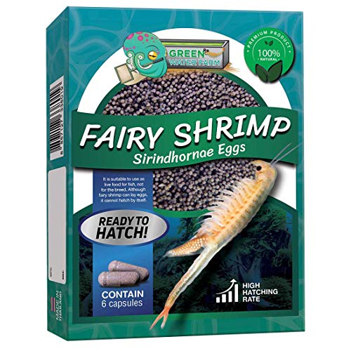 Greenwaterfarm [Fairy Shrimp Sirindhornae Eggs] Kiemenfüsser Sirindhornae Eier; Lebendes Fischfutter zum Schlüpfen, geeignet zum Futtern für Kampffische von GREEN WATER FARM
