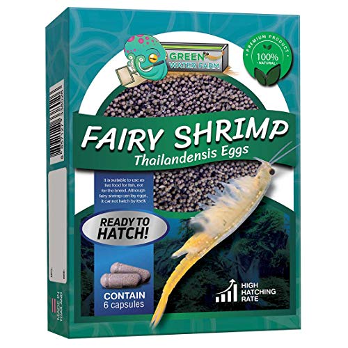 Greenwaterfarm [Fairy Shrimp Thailandensis Eggs] Kiemenfüsser Thailandensis Eier; Lebendes Fischfutter zum Schlüpfen, geeignet zum Futtern für Kampffische von GREEN WATER FARM