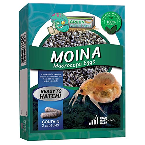 Greenwaterfarm [Moina Macrocopa Eggs] Moina Macrocopa Eier (Wasserfloh); Lebendes Fischfutter zum Schlüpfen, geeignet zum Füttern für Kampffische von GREEN WATER FARM