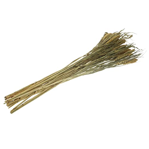 GRIRIW 1 Blumiges Kräutergetreide Schaufel Mähne Vogelfütterer Abteil Spender Rassen Universal- Versiegelung Sukkulenten Brötchen Eierwilderer Mikrowelle Müllpresse Aquarium Platte Co Heu GRIRIW 1 Blumiges Kräutergetreide Schaufel Mähne Vogelfütterer Abteil Spender Rassen Universal- Versiegelung Sukkulenten Brötchen Eierwilderer Mikrowelle Müllpresse Aquarium Platte Co Heu von GRIRIW