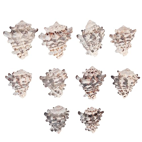 GRIRIW 10Stücke Natürliche Conch Muscheln Für Aquarien Dekoration Exquisite Muschelschmuck Für Fischtanks Für Einsiedlerkrebse Und Kreative Aquariumsgestaltungen GRIRIW 10Stücke Natürliche Conch Muscheln Für Aquarien Dekoration Exquisite Muschelschmuck Für Fischtanks Für Einsiedlerkrebse Und Kreative Aquariumsgestaltungen von GRIRIW