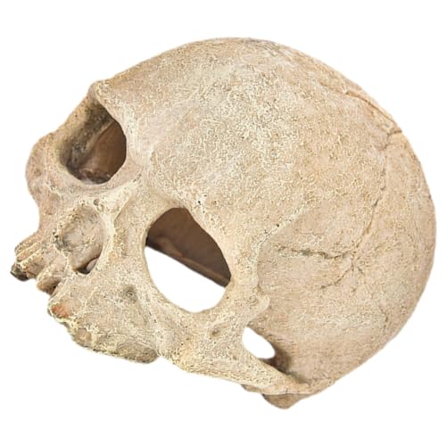 GRIRIW Totenkopfdekoration aus Kunstharz Aquarienschädeldekor Skelett Fischversteck Schädelhaut Halloween Dekoration Halloween-Dekoration Aquarienverzierung aus Harz Aquariumdekorationen GRIRIW Totenkopfdekoration aus Kunstharz Aquarienschädeldekor Skelett Fischversteck Schädelhaut Halloween Dekoration Halloween-Dekoration Aquarienverzierung aus Harz Aquariumdekorationen von GRIRIW