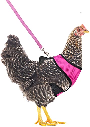 Verstellbares Hühnergeschirr mit Leine, elastisch, bequem, atmungsaktiv, für Ente / Gans / Henne / Traning, Größe M (US) von GYYJW