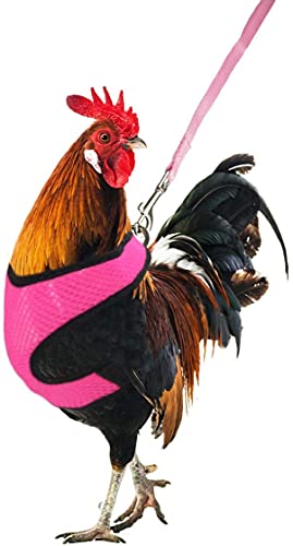Verstellbares Hühnergeschirr mit Leine, elastisch, bequem, atmungsaktiv, für Ente / Gans / Henne / Traning, Größe M von GYYJW
