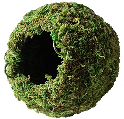 Galapagos Super Moss Mooshöhle, 15,2 cm, Grün Galapagos Super Moss Mooshöhle, 15,2 cm, Grün von Galapagos