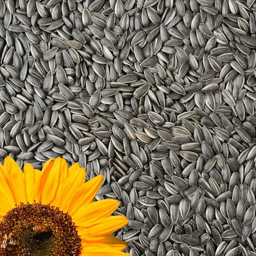 GardenGuru Wildvogelfutter 25kg, Schwarze Sonnenblumenkerne, Ideal für Vögel, Ganzjahresvogelfutter, Ölhaltiges Streufutter, Winterfutter für kleine und große Vögel von GardenGuru