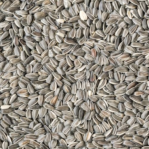 Sonnenblumenkerne gestreift 30 kg Wildvogelfutter, Ganzjahresvogelfutter, Vogelfutter für das ganze Jahr, Streufutter, Winterfutter für kleine und große Vögel 30kg Ernte 2024 gestreifte Sonnenblume Sonnenblumenkerne gestreift 30 kg Wildvogelfutter, Ganzjahresvogelfutter, Vogelfutter für das ganze Jahr, Streufutter, Winterfutter für kleine und große Vögel 30kg Ernte 2024 gestreifte Sonnenblume von GardenGuru
