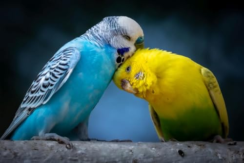 Ziervogelgras Samen - frisches Grün für Wellensittiche, Kanarienvögel und andere Ziervögel einfach selber ziehen von Gardenox