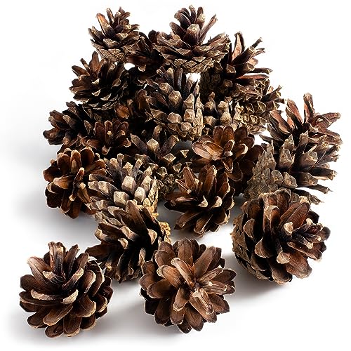 GARDIGO® Kiefernzapfen - ca. 80 Stück | Füllmaterial für Insektenhotel | Tannenzapfen zum Basteln von Weihnachtsdeko Herbstdeko | Christbaumschmuck Adventskranz Deko | Bastelmaterial Bastelbedarf von Gardigo