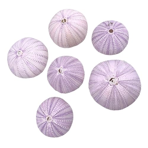 Garneck Natürliche Seeigel Muschelschalen – 6 Stück Dekorative Pflanzentöpfe Für Tillandsien Und Sukkulenten - Ideal Für Heimdekoration - Aquarien Und Strandpartys Größe 4 6 cm von Garneck