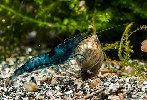 Blue Velvet Garnelen (DNZ), 10 Stück von Garnelen Tom