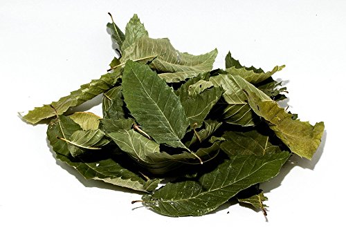 Esskastanie - Maronen Laubblätter (grün getrocknet), 20 Blätter - Garnelen- Wasserschnecken und Krebsfutter von Garnelen Tom
