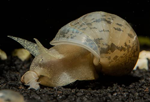 Garnelen Tom Aquarium Spitzschlammschnecke für Warmwasser (DNZ), 3 Stück von Garnelen Tom