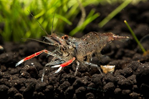 Garnelen Tom Macrobrachium sp. Red Claw (DNZ) (Planarienfresser), 5 Stück von Garnelen Tom