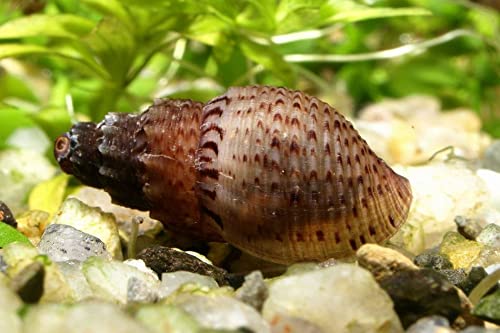 Garnelen Tom Noppen Turmdeckelschnecke (Nöppi) (DNZ), 5 STK. von Garnelen Tom
